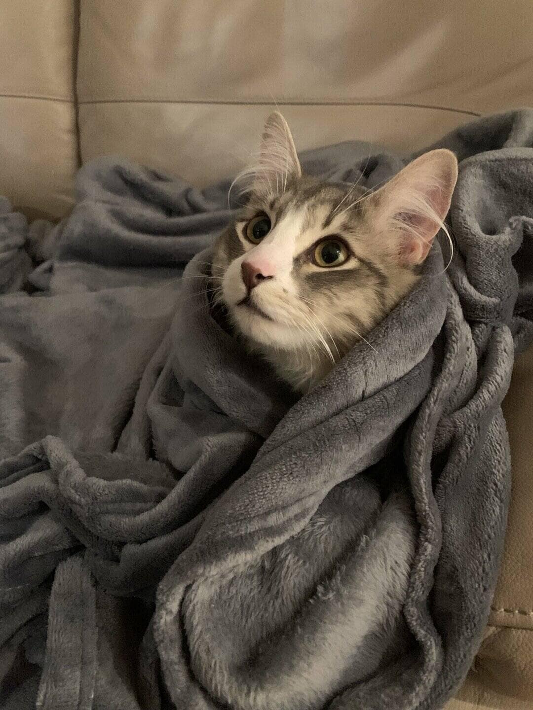 A majestic grey and white cat wrapped luxuriously in a thick plush grey blanket on a leather couch, staring thoughtfully into the distance as a highly comfortable cat burrito in these funny cat pics.