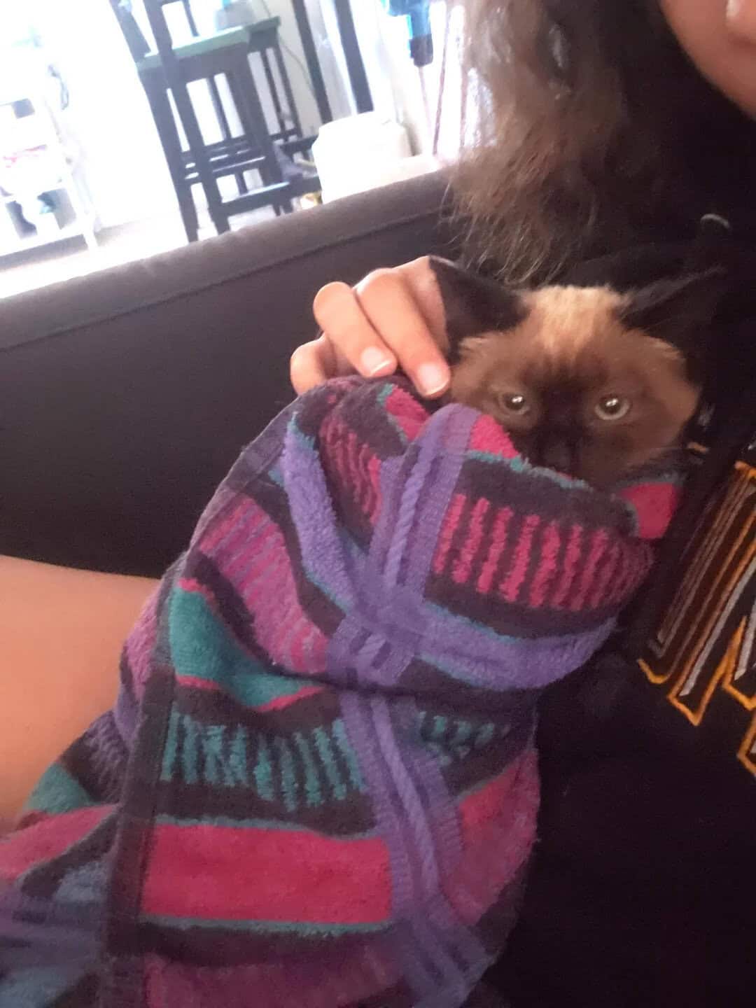 A cute Siamese kitten with deep blue eyes looking slightly bewildered while rolled into a tight cat burrito using a colorful striped towel, a perfect addition to these funny cat pics.