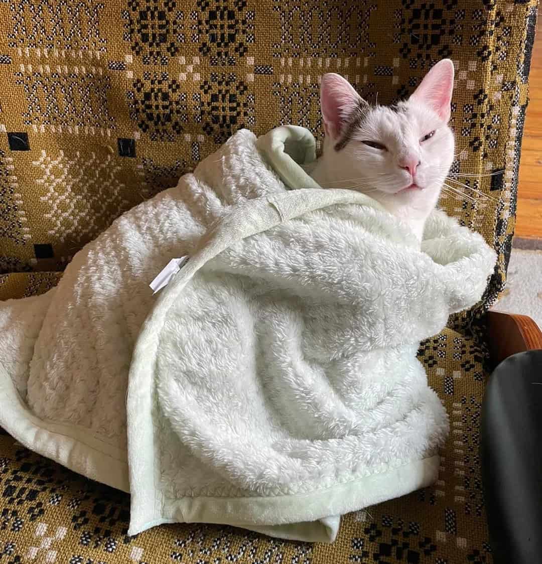 A white cat with grey ear spots looking incredibly smug and sleepy while swaddled deeply in a fluffy light green towel on a patterned chair, creating a relaxed cat burrito for your funny cat pics collection.