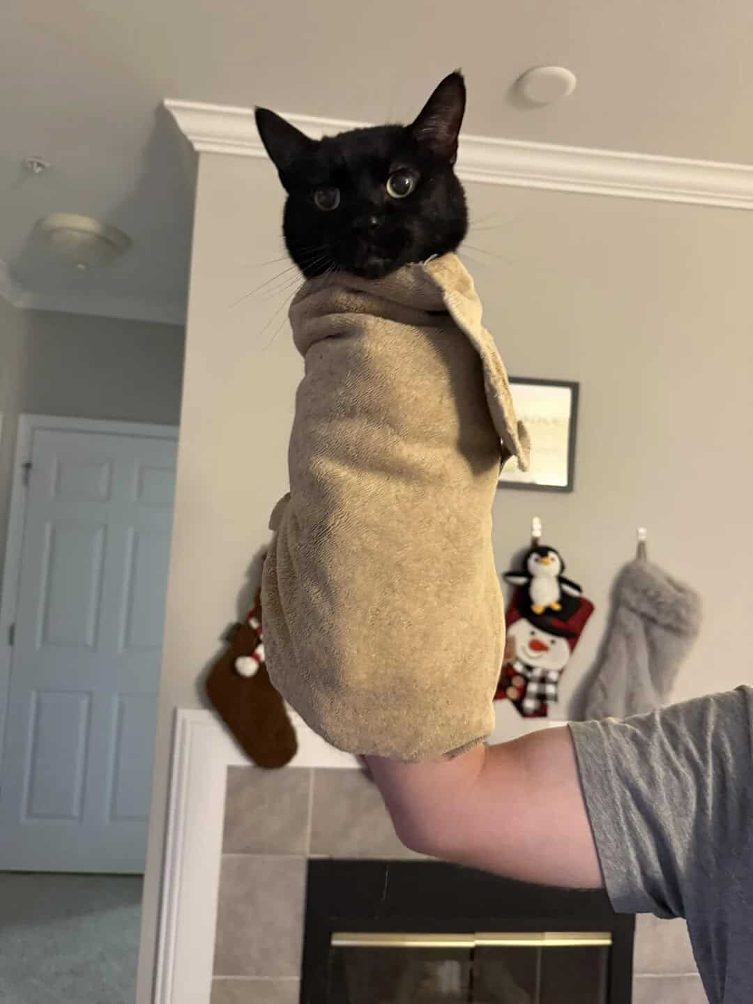 A highly amusing funny cat pics entry showing a black cat looking completely confused while being held straight up in the air, wrapped tightly in a beige towel to form a perfect vertical cat burrito.