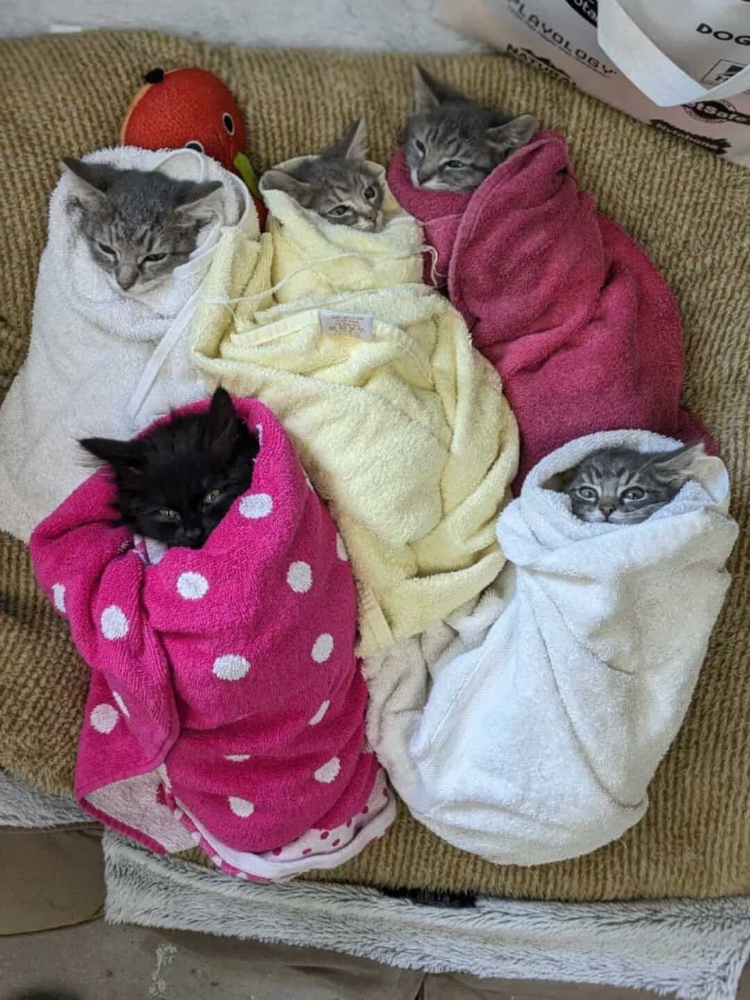 An absolutely massive collection of funny cat pics showing six different kittens, each individually wrapped in their own colored towel to create an entire litter of adorable cat burrito babies resting on a dog bed.