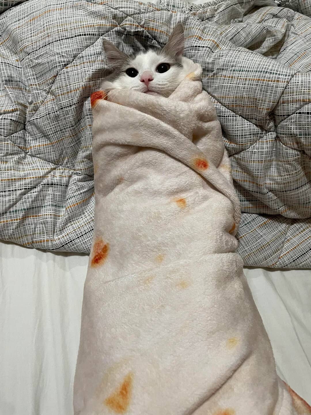 A hilarious entry for funny cat pics featuring a white and grey cat swaddled incredibly tight inside a literal tortilla-print fleece blanket, taking the concept of a cat burrito to its absolute peak.