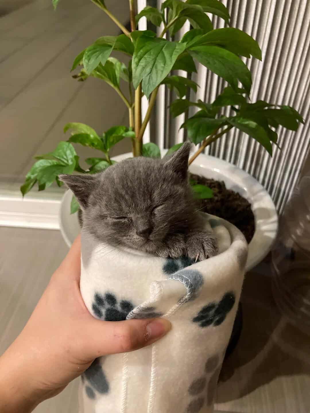 tiny grey kitten sleeping peacefully while wrapped in a white fleece blanket with paw prints, held gently in a hand next to a potted plant, making a wholesome cat burrito for your funny cat pics.
