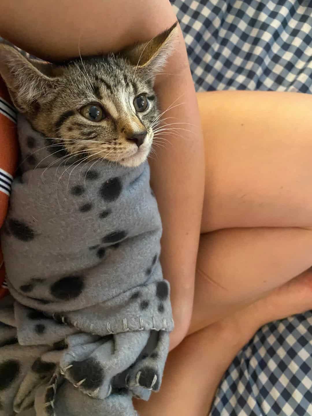 A wide-eyed tabby kitten secured safely in the lap of its owner, wrapped tightly in a grey blanket covered in black spots to form an adorable cat burrito in this folder of funny cat pics.