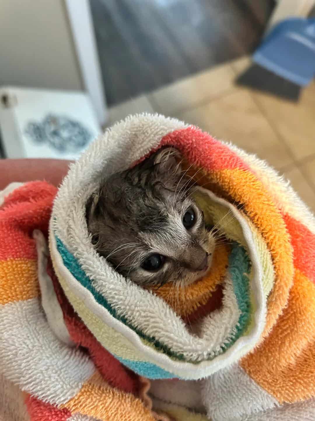 A tiny, soaking wet tabby kitten with big dark eyes peering out from a colorful striped towel after a bath, looking incredibly pathetic and cute as a soggy cat burrito among these funny cat pics.
