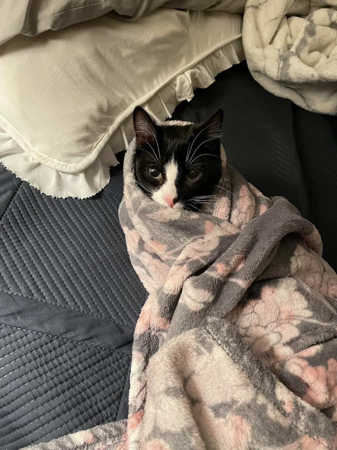 A black and white tuxedo cat swaddled in a grey and pink floral fleece blanket on a bed, giving big innocent eyes to the camera in this purrfect cat burrito addition to your folder of funny cat pics.