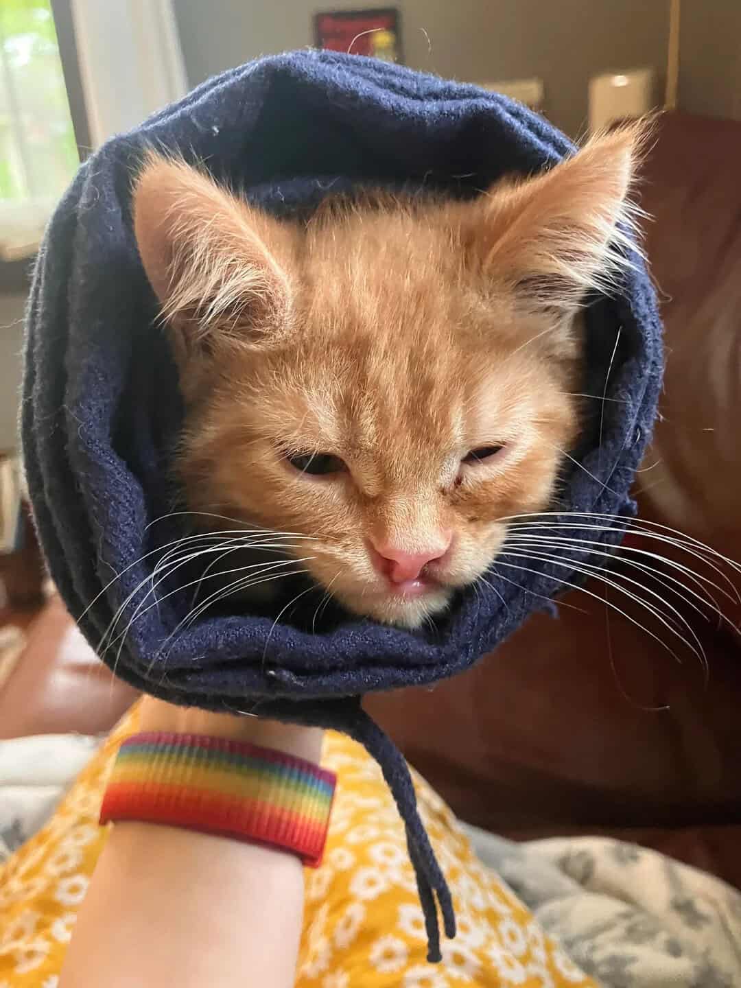 A sleepy orange kitten with a slightly grumpy face swaddled deeply in a dark blue fleece blanket held by a person wearing a rainbow watch band, serving a classic cat burrito in this batch of funny cat pics.