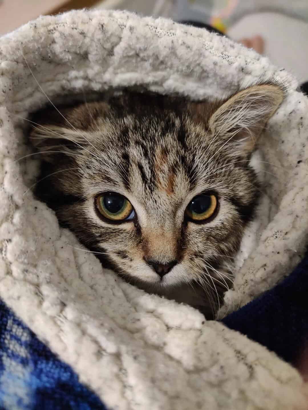 A close-up of a small tabby kitten with giant golden eyes tucked safely inside a thick sherpa blanket, creating a ridiculously cute cat burrito that outshines standard funny cat pics.