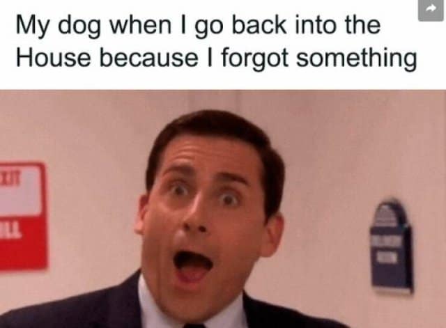 wholesome classic meme featuring an ecstatic Michael Scott from The Office, perfectly capturing a dog's absolute sheer joy when their owner runs back into the house after forgetting something, a legendary piece of old memes.