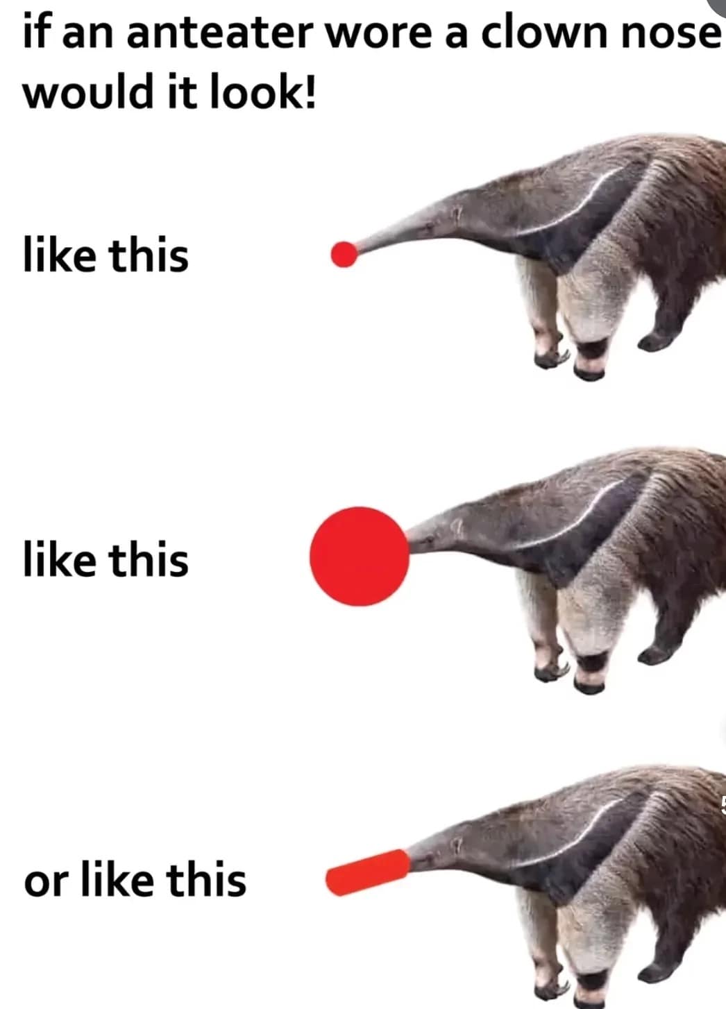 A whimsical classic meme diagram titled "if an anteater wore a clown nose would it look!". It presents three speculative illustrations: a tiny red ball on the very tip, a massive ball engulfing the entire snout, or a long cylindrical red "nose" covering the front half of the snout.