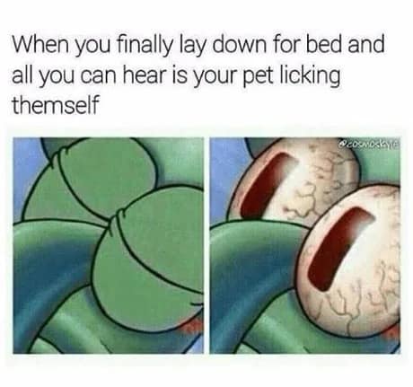relatable pet owner classic meme using a close-up of Squidward's bloodshot, wide-open eyes to represent the sheer, agonizing annoyance of lying in bed in the dark and hearing a dog or cat loudly licking themselves.