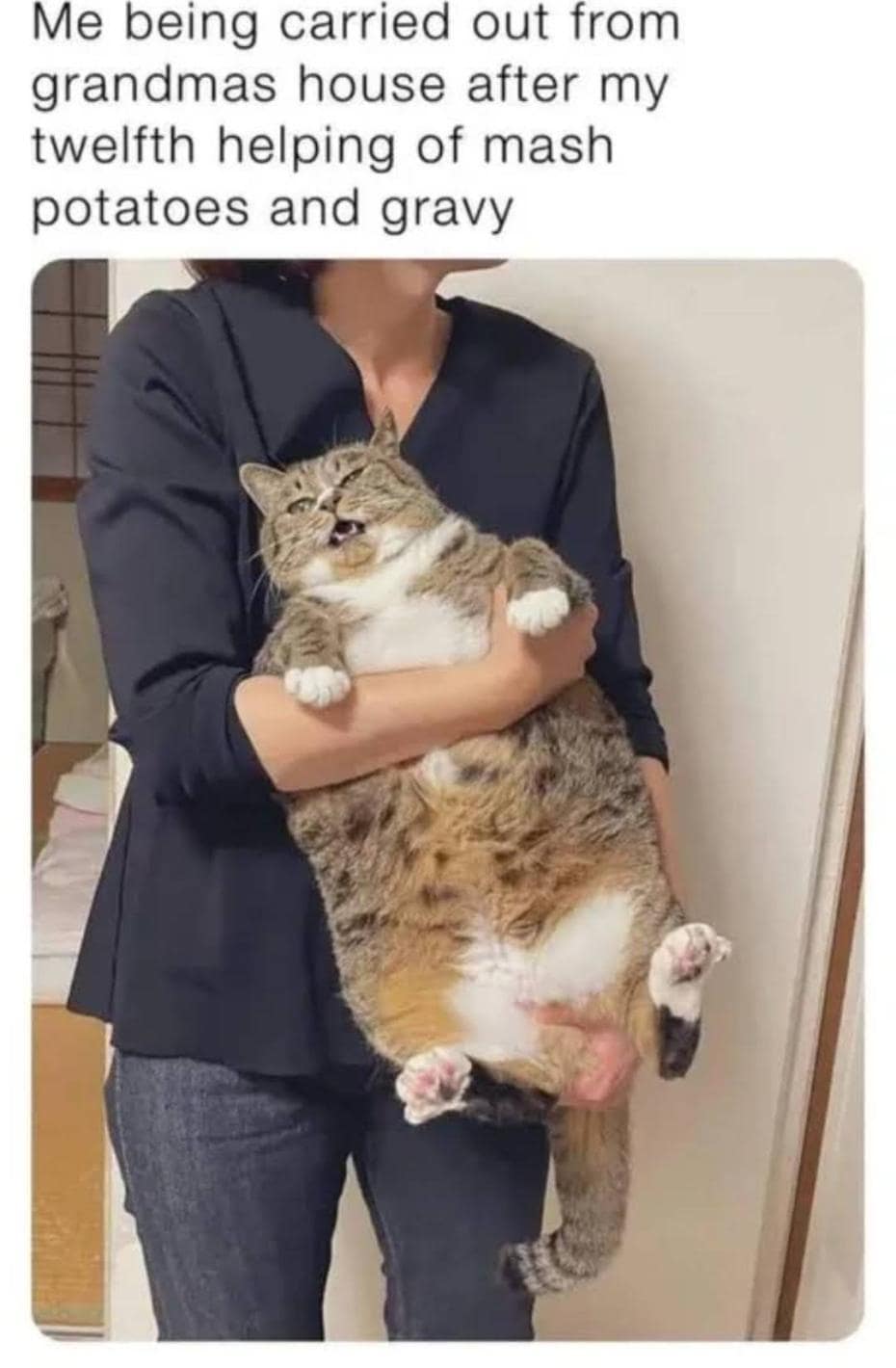 relatable food classic meme showing an incredibly large, completely stuffed tabby cat being cradled like a baby, used to represent the exact feeling of being carried out of grandma's house after a massive holiday meal.