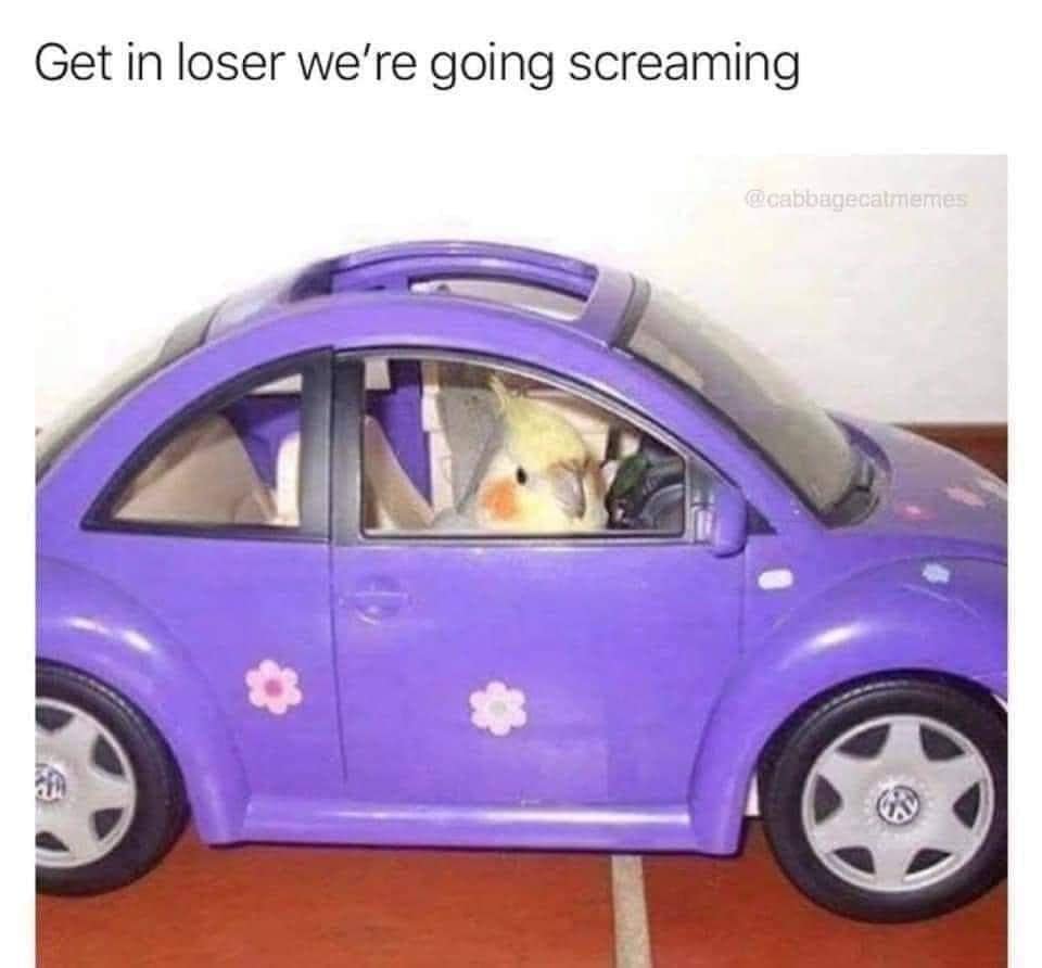A high-energy classic meme featuring a cockatiel sitting in the driver’s seat of a small, purple toy car. The caption is a bird-centric twist on a Mean Girls quote: "Get in loser we're going screaming."