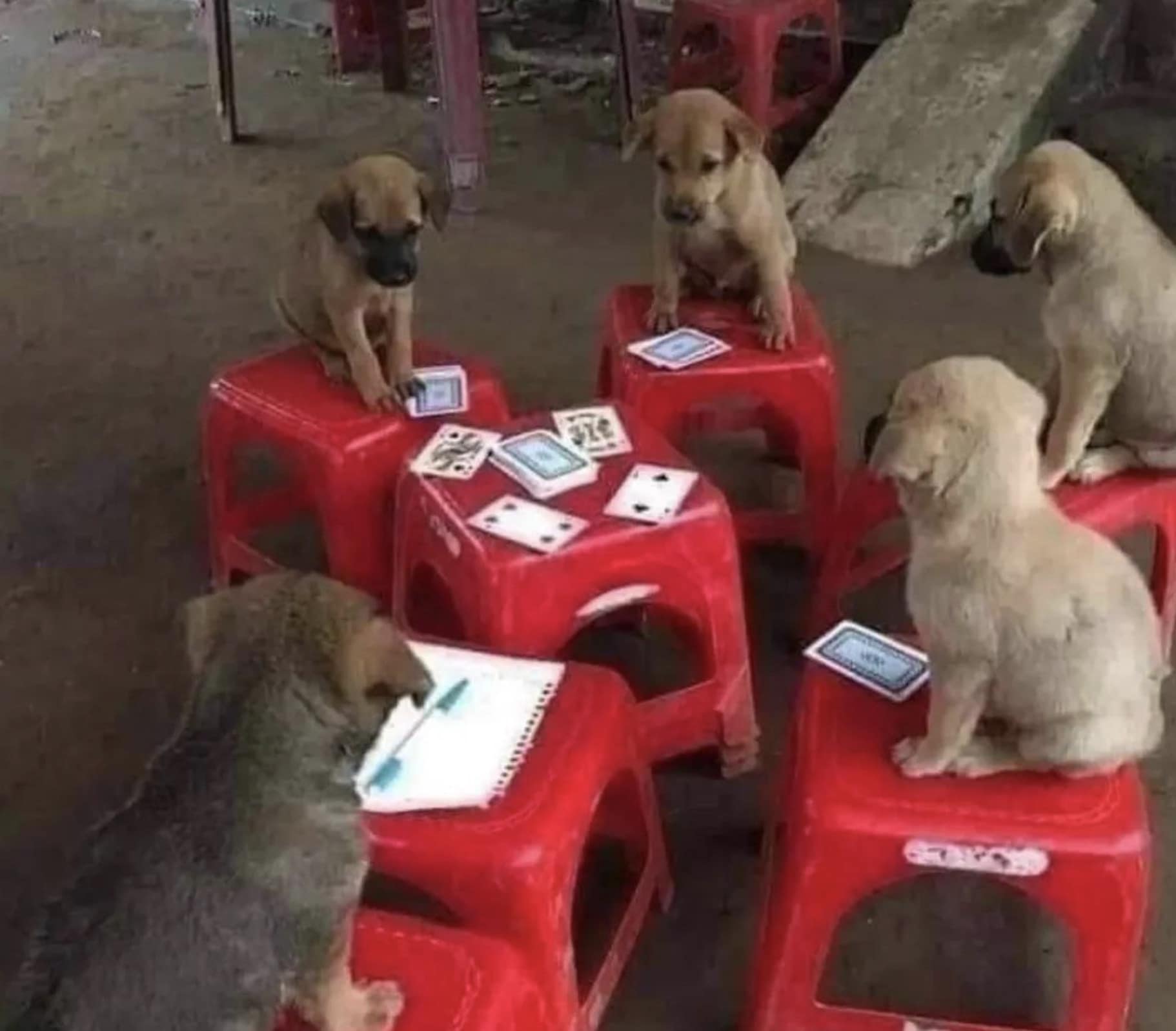surreal and wholesome classic meme showing a group of stray puppies sitting on tiny red plastic stools around a matching table, looking exactly like they are in the middle of a serious, high-stakes poker game.
