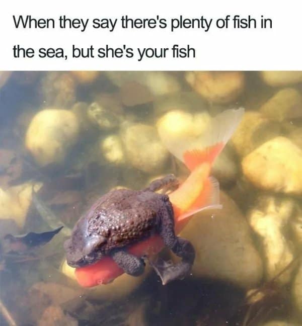 nature classic meme showing a large toad aggressively riding on the back of a bright orange goldfish underwater, perfectly capturing the energy of being deeply and unapologetically obsessed with your partner.