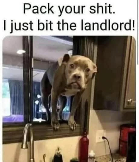 A chaotic old memes entry featuring a pitbull perched on a kitchen window ledge with a worried expression, captioned "Pack your shit. I just bit the landlord!" after an accidental move-out moment.