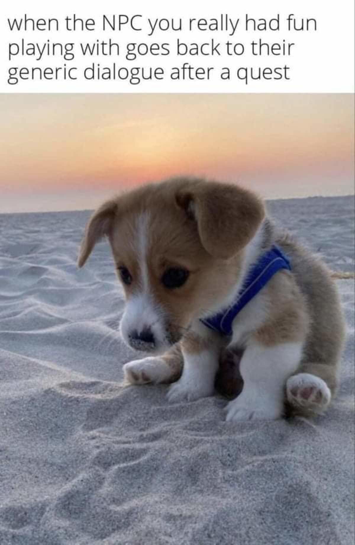 gaming classic meme showing a tiny, sad corgi puppy sitting alone on a beach at sunset, capturing the exact feeling of heartbreak when a fun video game NPC reverts back to their boring, repetitive dialogue after a quest ends.