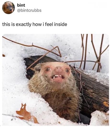 cursed animal classic meme showing a very ugly, mangy, wet creature with bulging eyes and crooked teeth emerging from a snowy hole, captioned with the deeply relatable statement: "this is exactly how i feel inside".