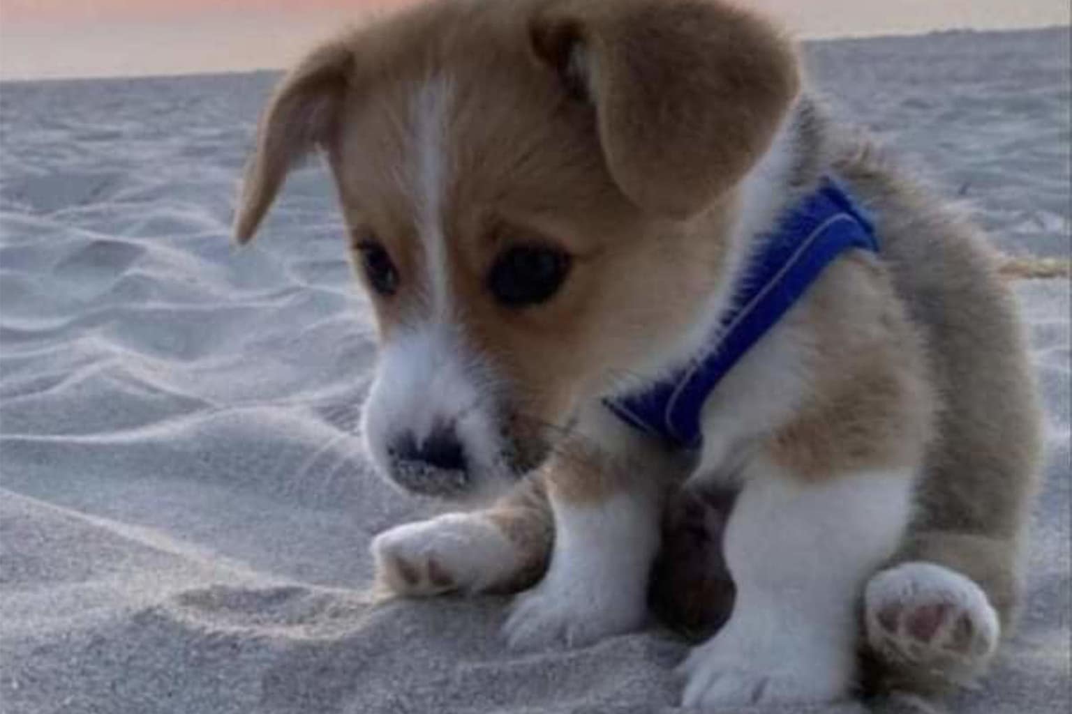 A classic memes dump featuring a small child dropping a massive pizza box, a wildly distorted and mirrored Shrek known as Kerek, and a fluffy dog that looks exactly like a Canadian from South Park.