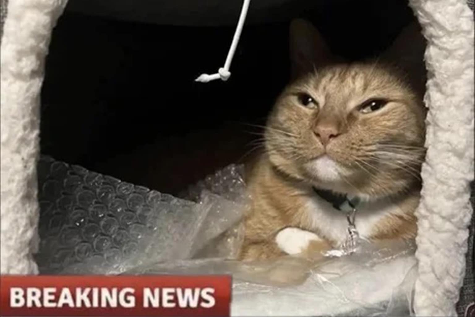 A classic memes gallery featuring the fraudulent "John Age of Empire" gold-begging DM, the chaotic "$200 Couch" marketplace listing with a man balanced under hot dogs and beer, and the Excel Copilot fail inventing the month of "Maruary."