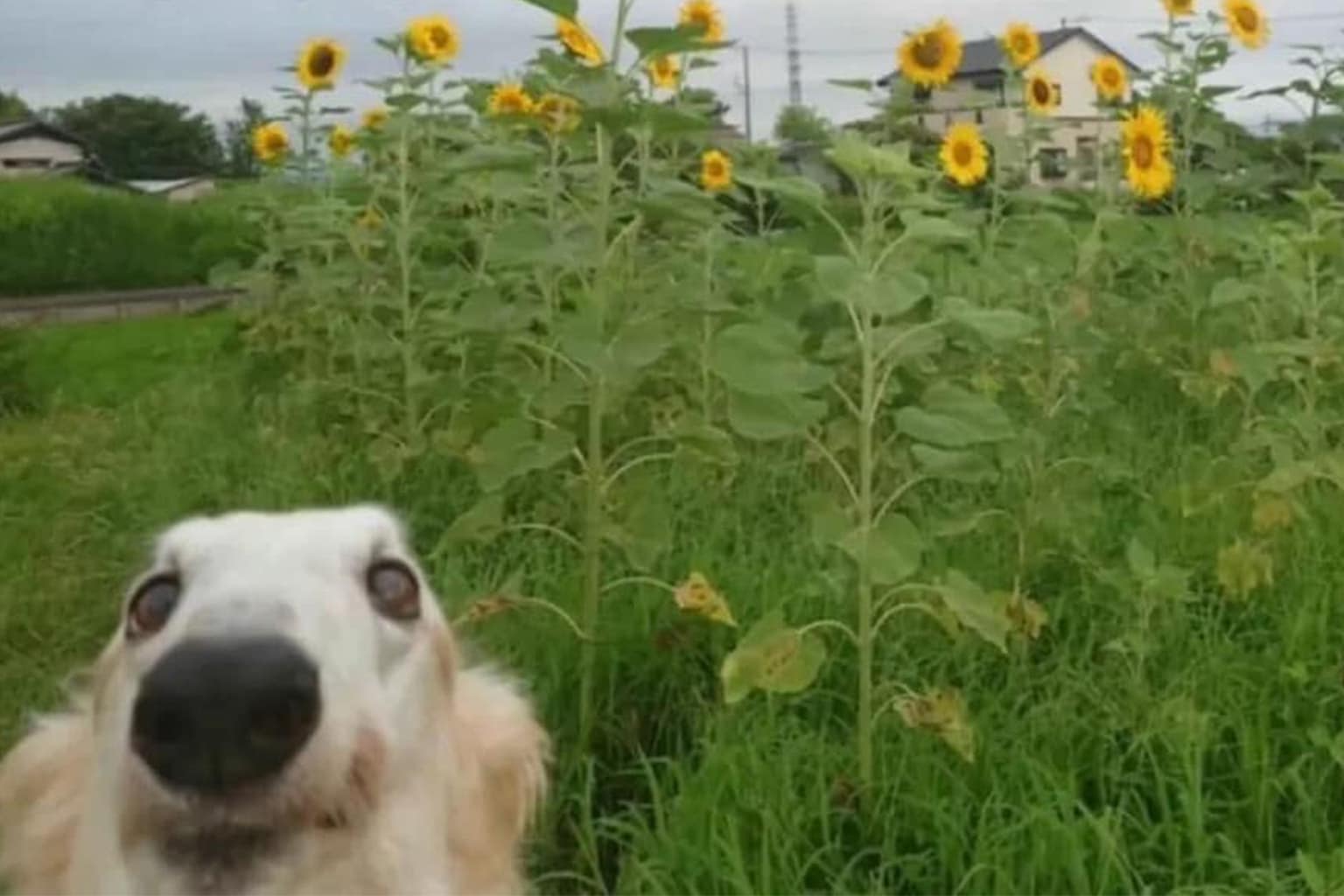 The March 30 classic memes collection is a high-octane exploration of surrealism, extreme social discomfort, and the "unhinged" evolution of internet humor