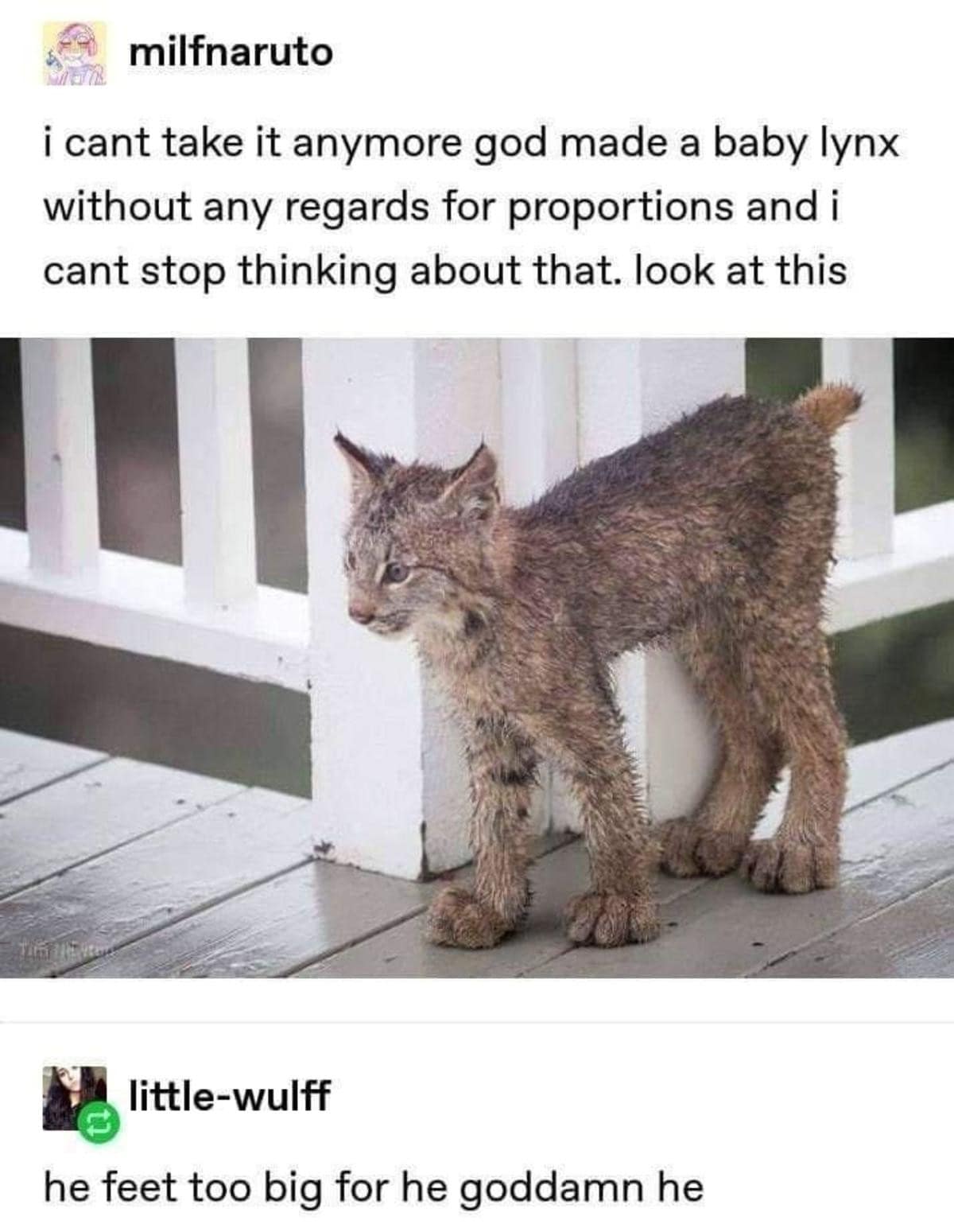 Tumblr classic meme showing a tiny, wet baby lynx with absolutely massive, disproportionate paws, paired with the iconic, nonsensical comment "he feet too big for he goddamn he".