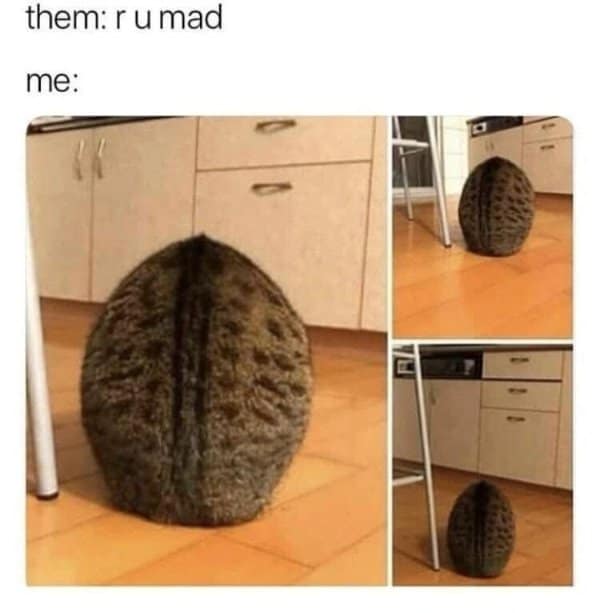 hilarious visual gag featuring three angles of a cat hunched over so tightly from behind that it resembles a furry, textured seed pod, used to represent being "mad."