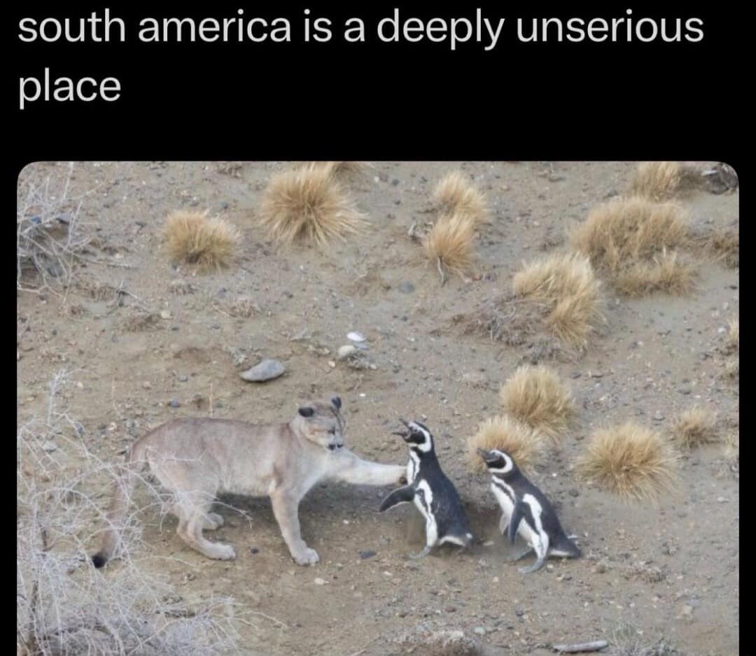 hilarious classic meme featuring a puma and a penguin standing in a barren field with the caption "South America is a deeply unserious place," capturing the moment the big cat playfully taps the penguin on the chest.