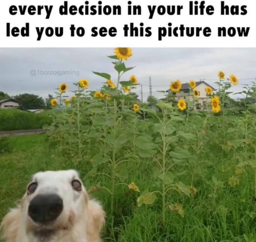 existential classic meme featuring a close-up, wide-angle photo of a Borzoi dog (long-nosed dog) staring directly into the lens. The dog is positioned in a lush field of sunflowers under a bright sky, with the caption: "every decision in your life has led you to see this picture now."