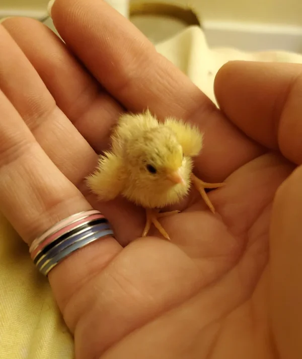 fuzzy, vibrant yellow baby chick sits comfortably in a palm, looking incredibly precious as a prime example of a cute tiny animal that fits perfectly within the curve of a human hand.
