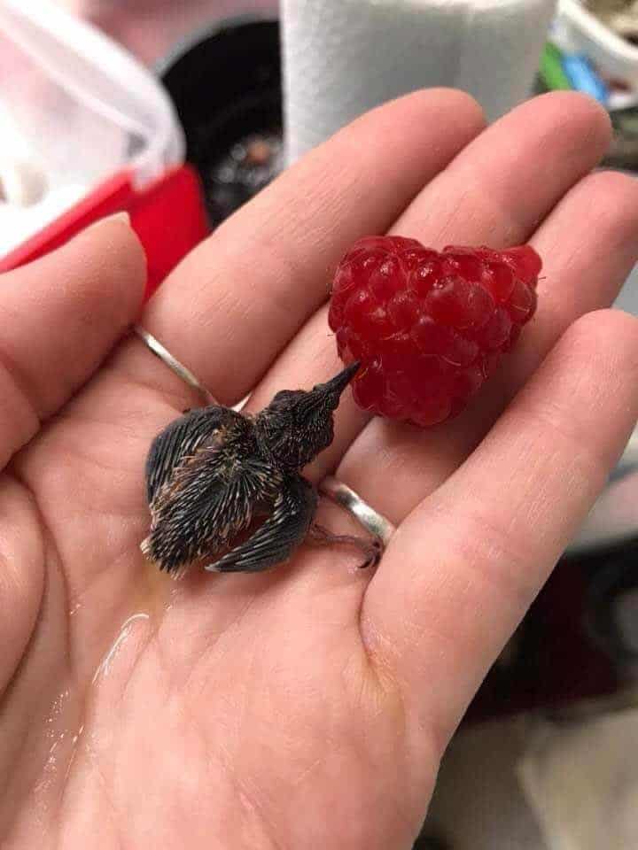 A cute tiny animal in the form of a baby hummingbird sits in a palm, using a giant red raspberry for scale to show just how microscopic this bird truly is.