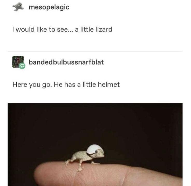 hilarious tiny animals find featuring a miniature lizard perched on a finger while wearing a little white "helmet" made from an eggshell fragment, as seen in this viral social media post.