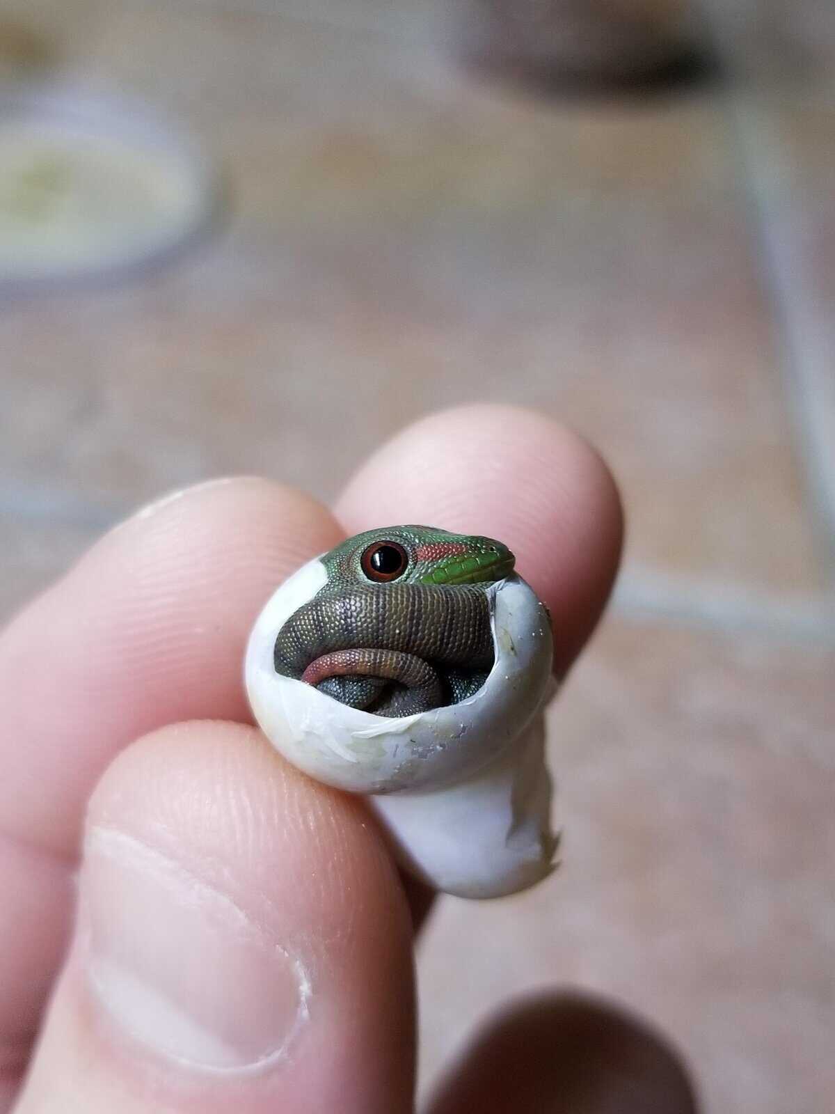 precious cute tiny animal moment showing a bright green gecko perfectly curled inside its hatched eggshell, held gently between two fingers to show its incredible size.