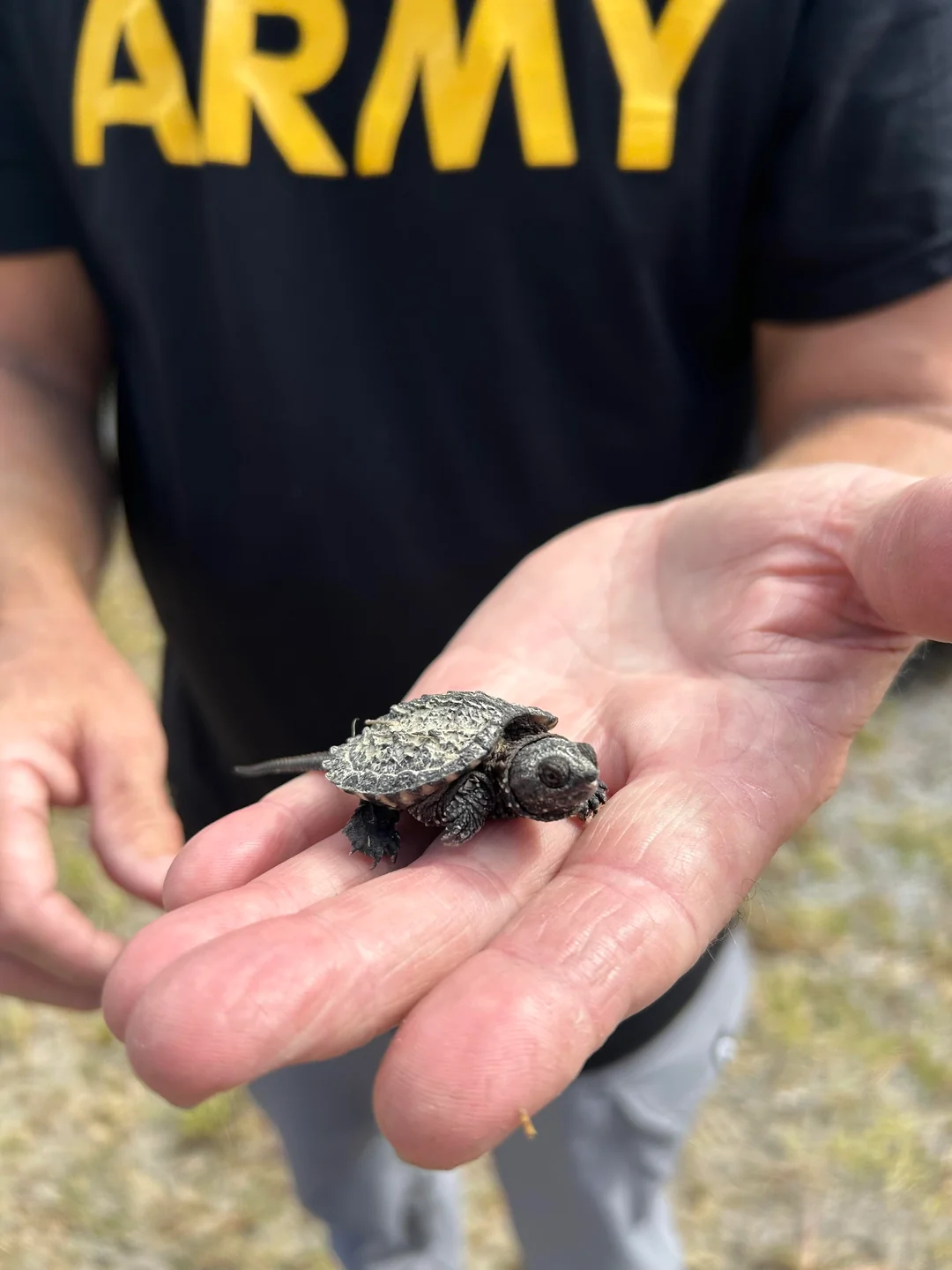 baby snapping turtle makes the tiny animals list, looking like a prehistoric relic as it sits comfortably in the palm of a person wearing an Army t-shirt.