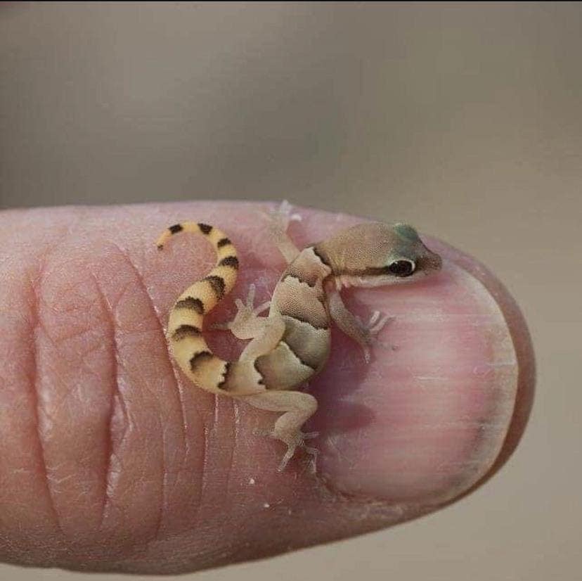 cute tiny animal is an exceptionally small gecko with a beautiful striped tail, shown resting on the tip of a human thumb to highlight how microscopic these tiny animals can truly be.