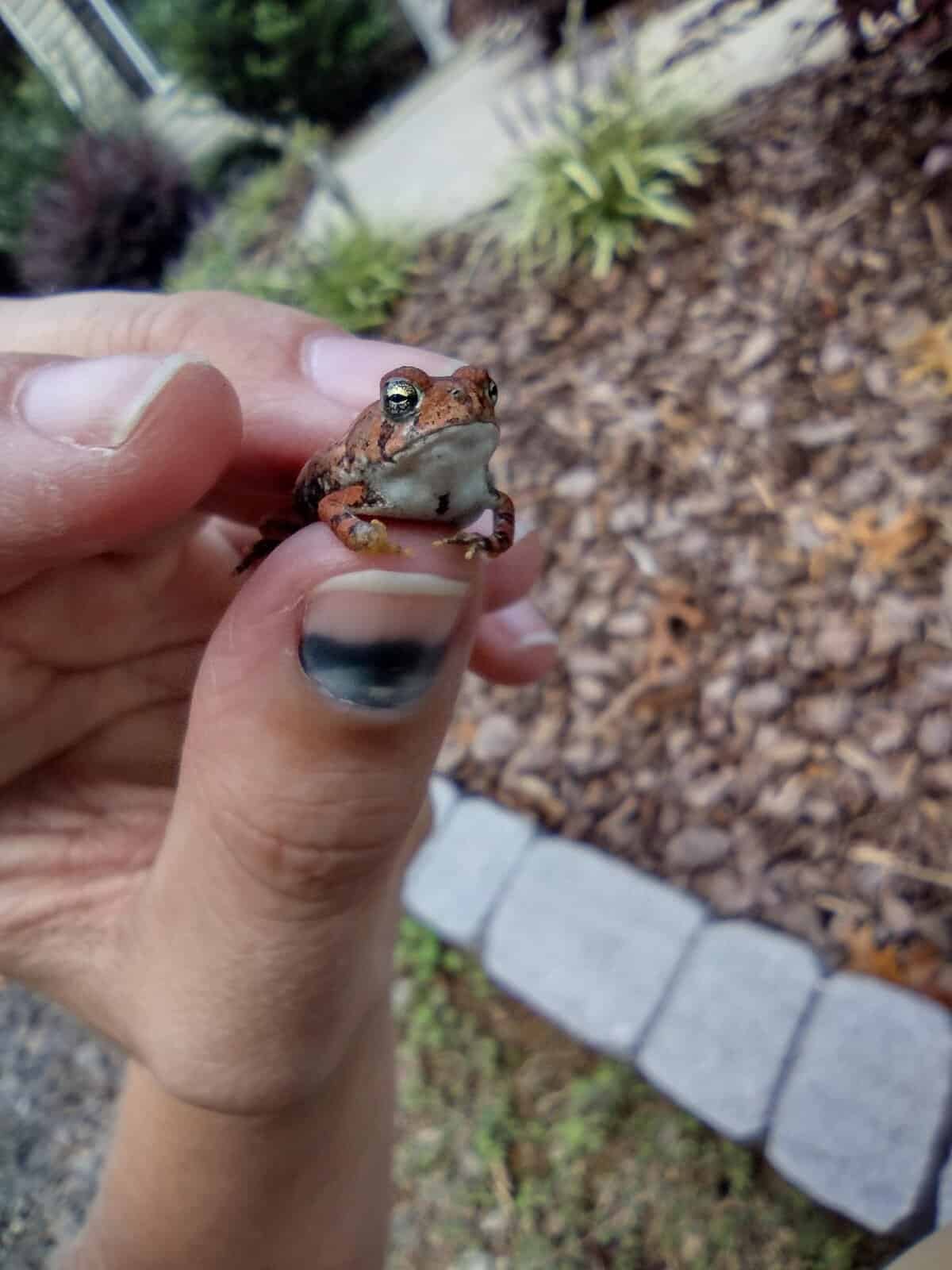 small, textured brown toad looking remarkably stoic while being held between two fingers, capturing the curious and slightly grumpy charm often found in this collection of tiny animals.