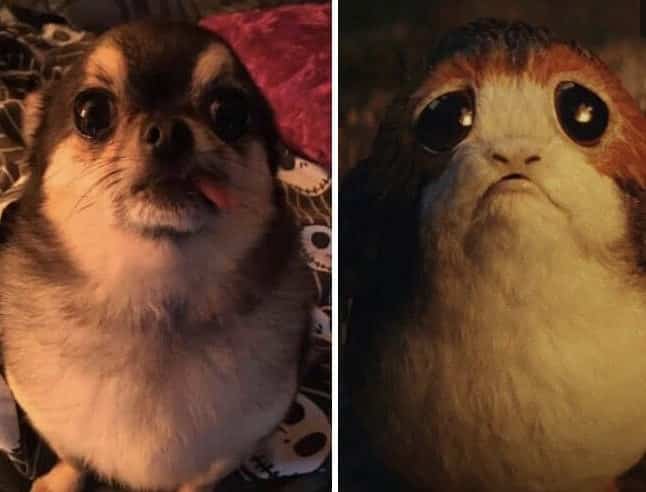 A dog with its long ears held out horizontally compared to the Disney character Dumbo.