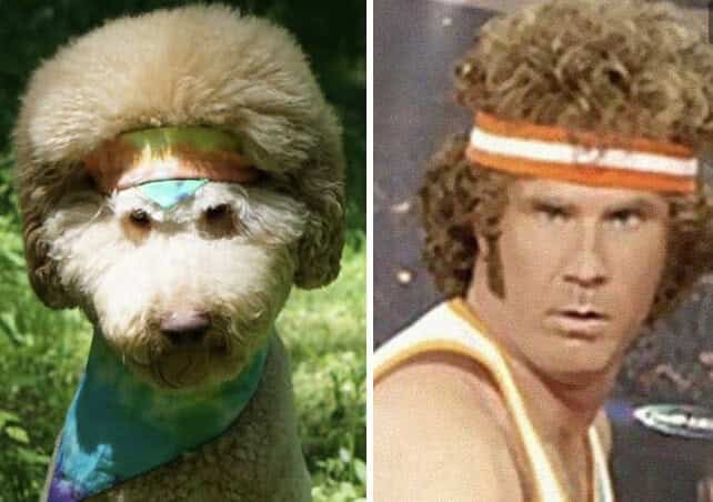 Split screen showing actor Ron Perlman next to a boxer dog with a very similar jawline.