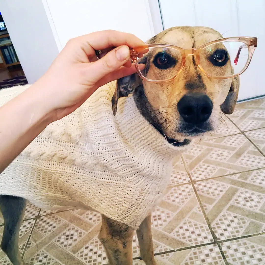 A tan-and-black pup gets a sophisticated makeover as a hand holds orange-rimmed spectacles over its eyes to match its cozy white cable-knit sweater.