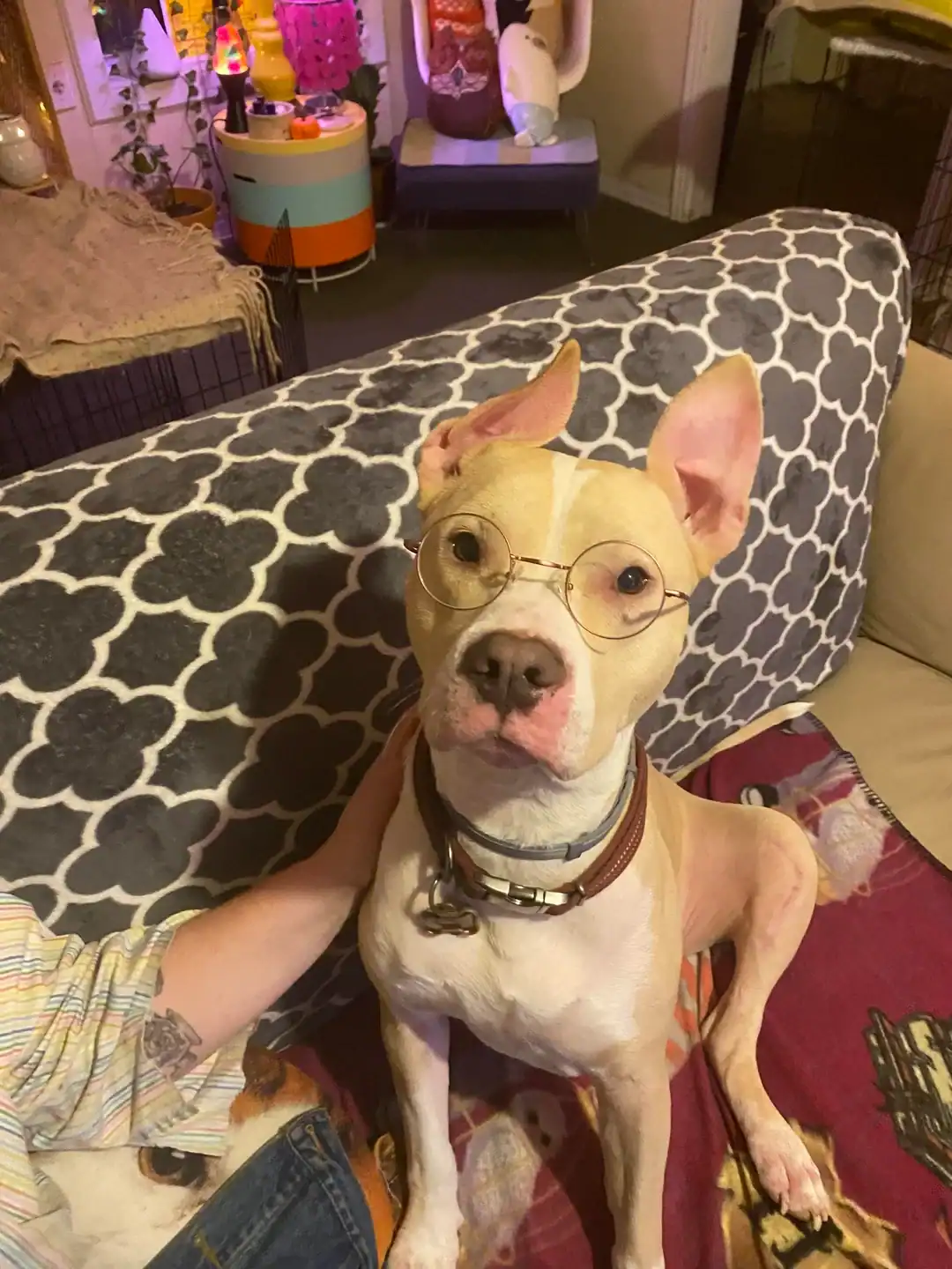 With its large ears standing at attention, a tan-and-white pit bull mix strikes a pose while wearing delicate, round gold-rimmed glasses.
