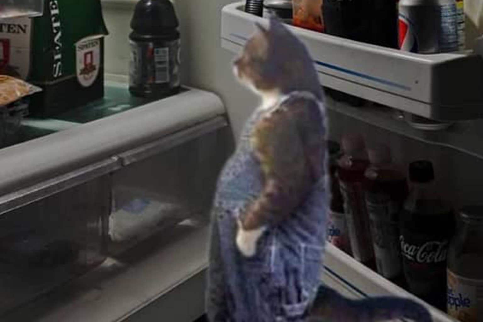 This complete dump of doordash memes highlights the absolute chaos of the gig economy, featuring standout visuals like the driver's reflection in a glass door confirmation photo, a text from a driver being arrested mid-delivery, and the awkward realization of a customer that their girlfriend doesn't actually have a brother.