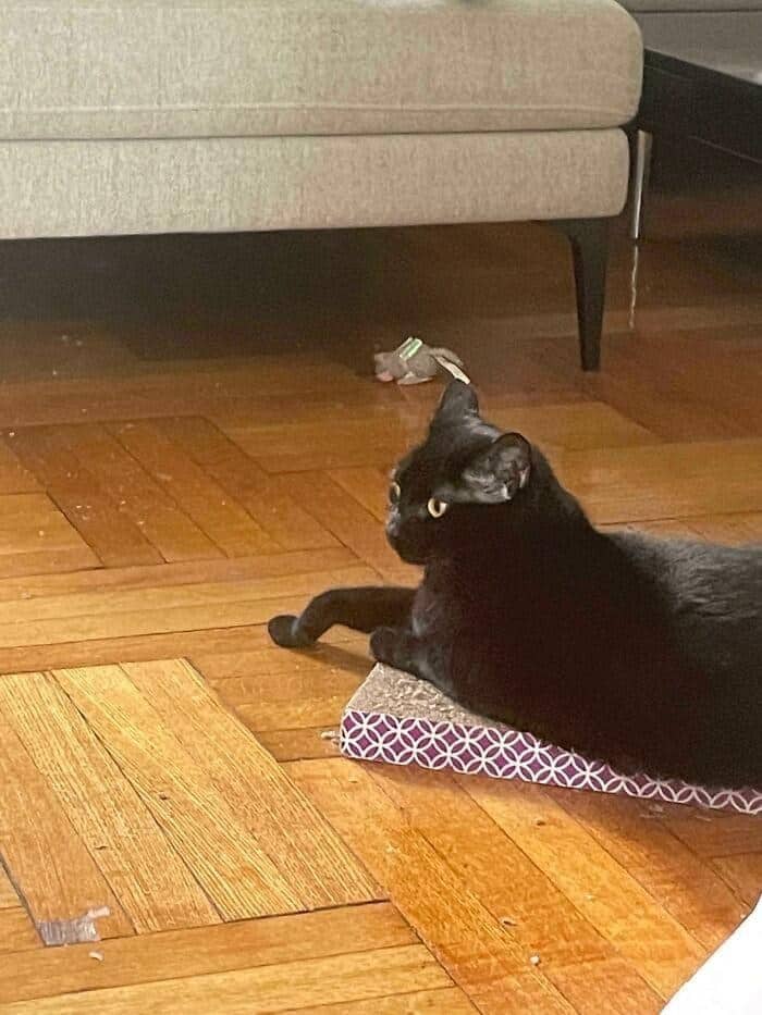 perfectly timed optical illusion in this gallery of funny cat pictures showing a black cat resting on the floor with a toy mouse positioned exactly behind its head, making it look like a bizarre hat.