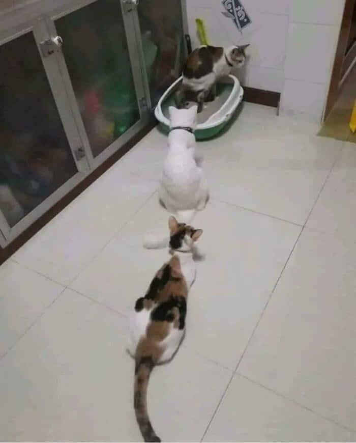 incredibly polite occurrence in funny cat pictures featuring three felines sitting in a perfect, single-file line on a tile floor, patiently waiting their turn to use the litter box while a fourth cat is inside.