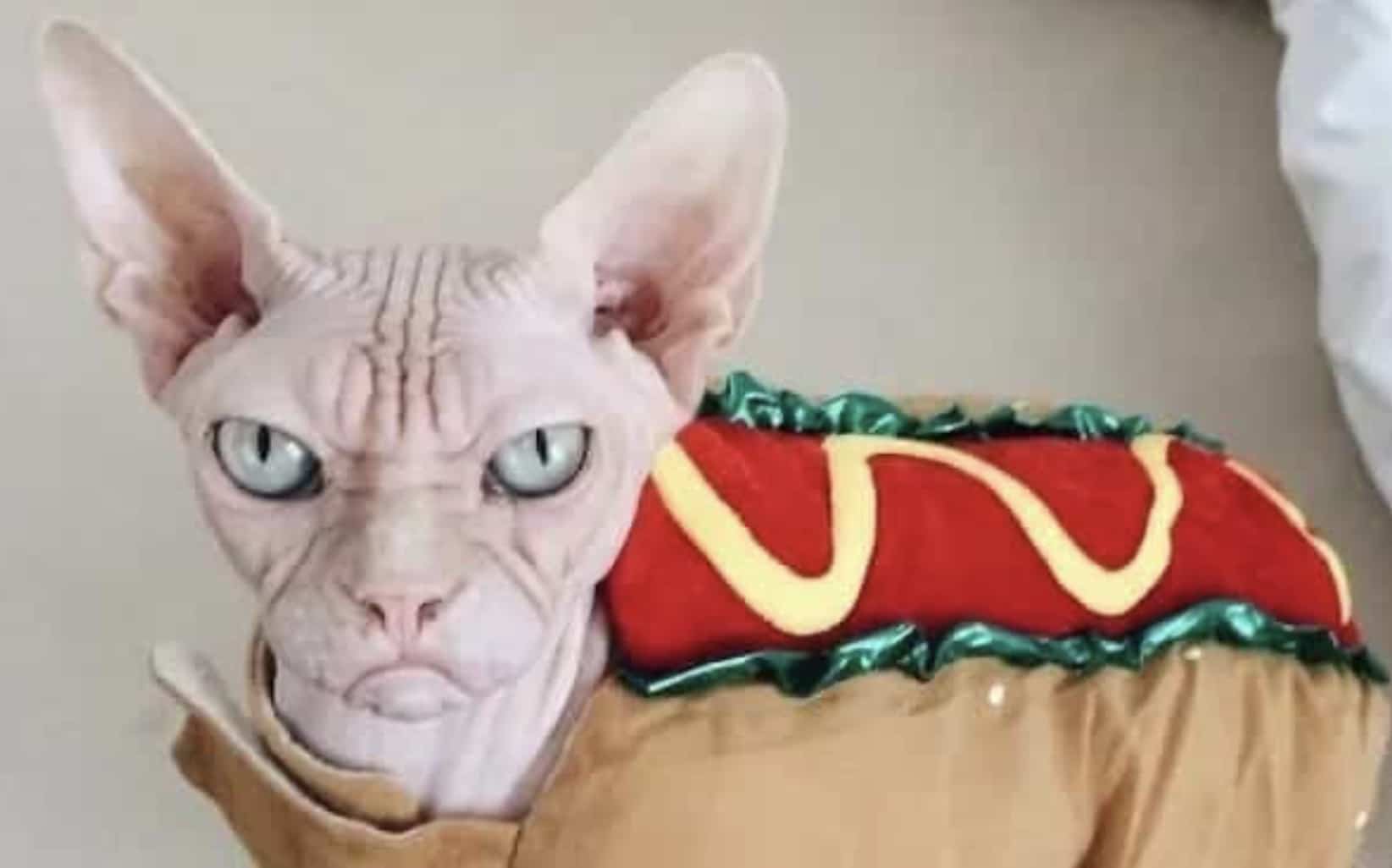 Grumpy Sphynx cat dressed in a funny hot dog costume with mustard and relish details.