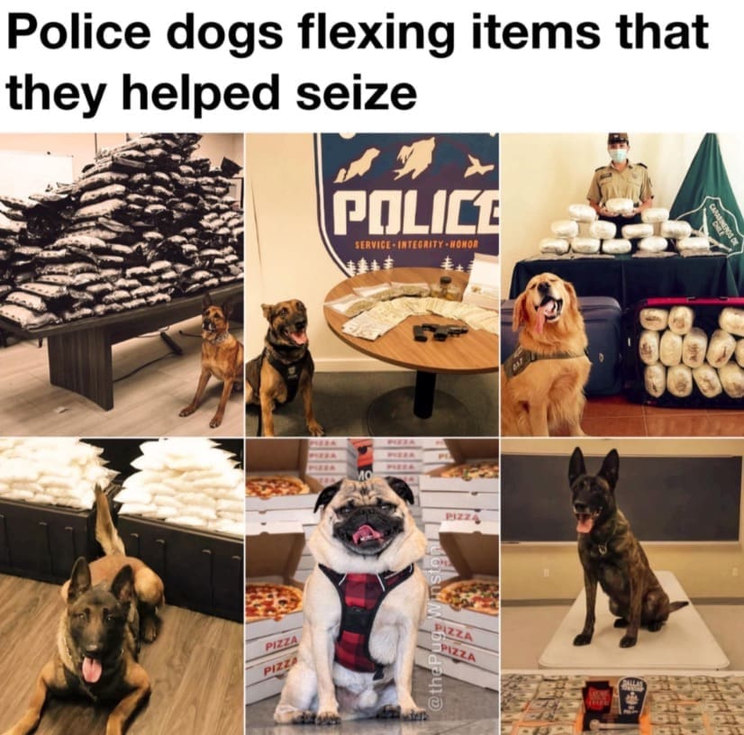 Funny compilation of police dogs proudly sitting next to large quantities of seized illegal items and pizza.
