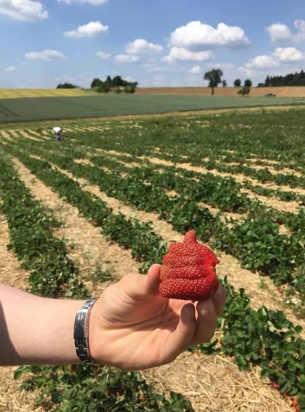Person holding a large strawberry shaped like a thumbs up in a sunny farm field.