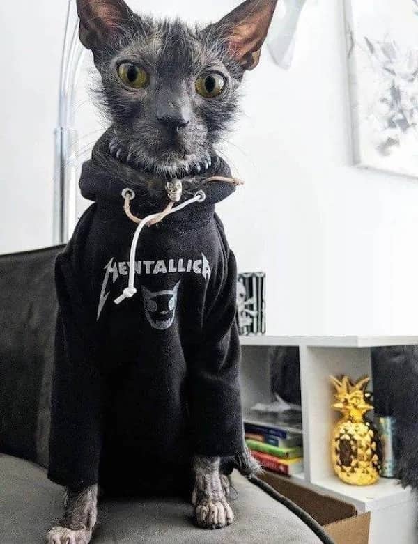 A scruffy black cat wearing a miniature Metallica hoodie sitting indoors on a couch.