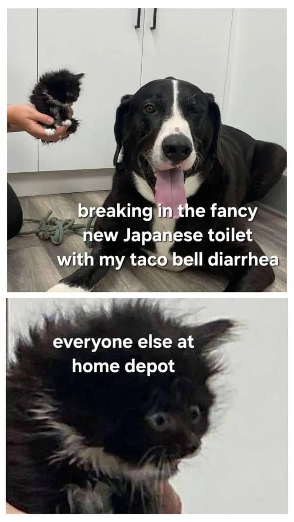 Two-panel meme comparing a happy dog to a shocked kitten regarding a Home Depot Japanese toilet.