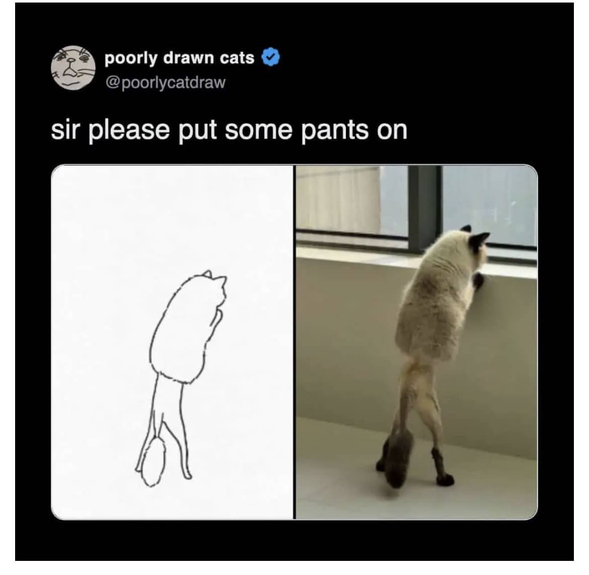 Side-by-side comparison of a poorly drawn cat sketch and a real cat with long thin legs.