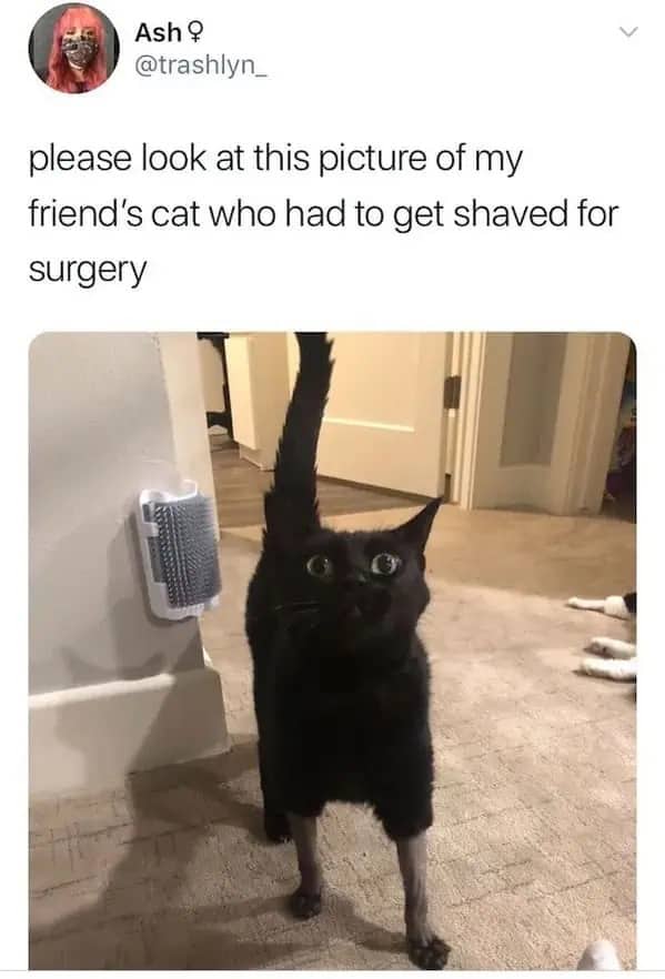 A black cat with shaved legs for surgery looking surprised, shared in a tweet by Ash.